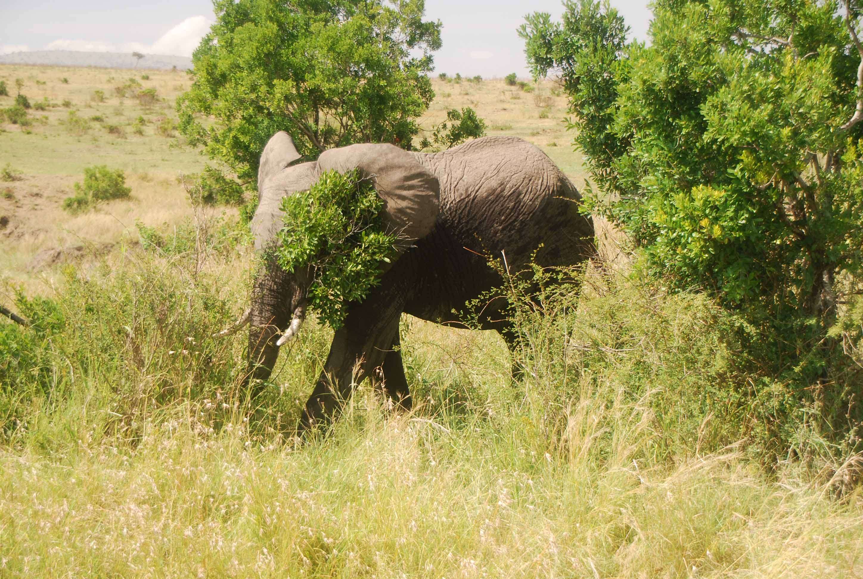 Regreso al Mara - Kenia - Blogs de Kenia - En busca del rino y el pajarito Hello, Hello (6)